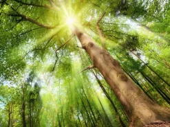 Kunstleinwand auf Keilrahmen 60 cm x 80 cm