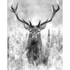 Leinwandbild Basic Anonymus Grey Deer Head II 77 cm x 57 cm