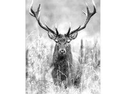 Leinwandbild Basic Anonymus Grey Deer Head II 77 cm x 57 cm