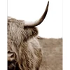 Leinwandbild Basic Anonymus Scott. Highland Cattle ll 77 cm x 57 cm
