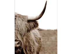 Leinwandbild Basic Anonymus Scott. Highland Cattle ll 77 cm x 57 cm