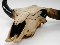 MCW Deko Schädel Longhorn Natur