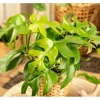 Monstera Minima (Zwerg-Fensterblatt) Topf-Ø ca. 12 cm Rhaphidophora tetrasperma