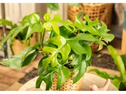Monstera Minima (Zwerg-Fensterblatt) Topf-Ø ca. 12 cm Rhaphidophora tetrasperma