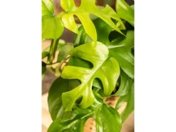 Monstera Minima (Zwerg-Fensterblatt) Topf-Ø ca. 12 cm Rhaphidophora tetrasperma