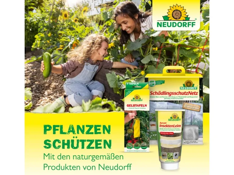 Neudorff Raupen- und Ameisen-Leimring 3 m