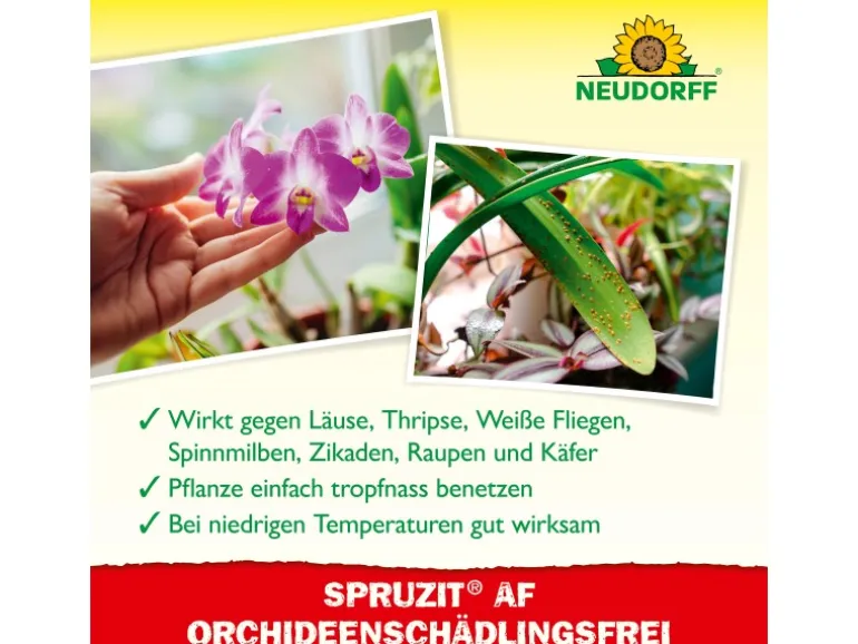 Neudorff Spruzit AF Orchideen Schädlingsfrei 250 ml