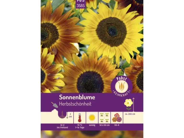 Pabst Keimkraft Sonnenblume Herbstschönheit Saatgut