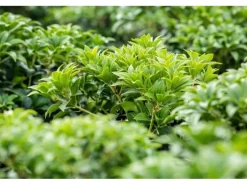 Pieris Japonica Bonfire Japanische Lavendelheide Rot 20–25 cm