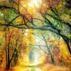 Pro Art Bild Canvas-Art Sunset In The Forest II 120 cm x 90 cm