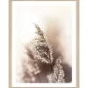 Pro Art Bild Framed Art Dried Fiber 40 cm x 30 cm