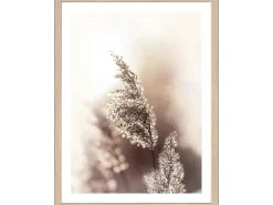 Pro Art Bild Framed Art Dried Fiber 40 cm x 30 cm