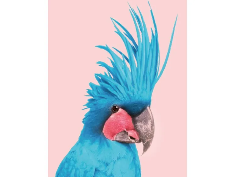 Pro Art Dekopanel Blue Cockatoo 40 cm x 30 cm