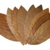 Proflora Cacao Blätter Groß