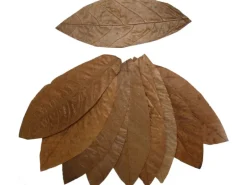 Proflora Cacao Blätter Groß