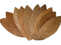 Proflora Cacao Blätter Klein