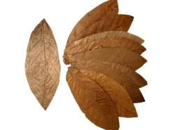 Proflora Cacao Blätter Klein