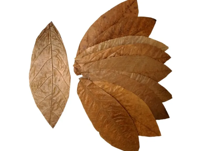 Proflora Cacao Blätter Klein