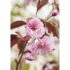 Prunus Serrulata Royal Burgundy Zierkirsche Dunkelrosa 40–60 cm