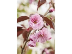 Prunus Serrulata Royal Burgundy Zierkirsche Dunkelrosa 40–60 cm