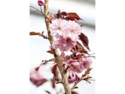 Prunus Serrulata Royal Burgundy Zierkirsche Dunkelrosa 40–60 cm