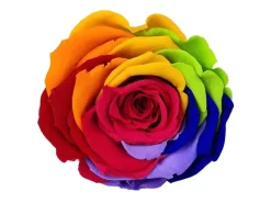 Rosenbox Herz Weiß-Schwarz mit 13 Rainbow Rosen