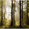 Sanders & Sanders Fototapete Bewaldete Landschaft Grün 360 x 270 cm 600416