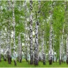 Sanders & Sanders Fototapete Bewaldete Landschaft Grün 360 x 270 cm 600417