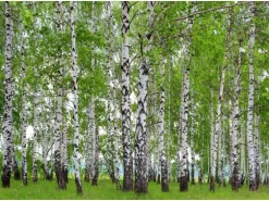 Sanders & Sanders Fototapete Bewaldete Landschaft Grün 360 x 270 cm 600417