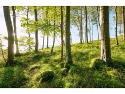 Sanders & Sanders Fototapete Landschaft Grün und Blau 450 x 280 cm 612683