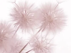 Sanders & Sanders Fototapete Blumen Hellrosa 360 x 254 cm 600402