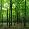 Sanders & Sanders Fototapete Bewaldete Landschaft Grün 360 x 254 cm 600401