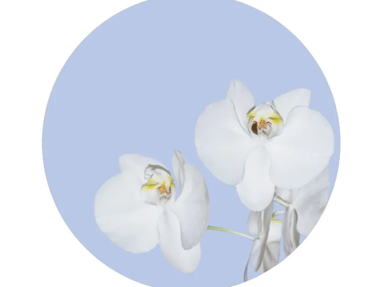 Sanders & Sanders Selbstklebende Runde Tapete Blumen Hellblau und Weiß Ø 70 cm 601087