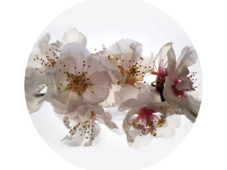 Sanders & Sanders Selbstklebende Runde Tapete Blumen Weiß und Rosa Ø 70 cm 601093