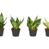 Sansevierie "Easy Care" Trifiscata-Sorten Topf-Ø ca. 6 cm Sansevieria trifiscata