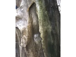 Silex Kunststeinbrunnen Ginkgo