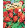 Sperli Lampionblume "Mikie's Laterne" Physalis alkekengi