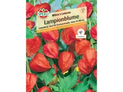 Sperli Lampionblume "Mikie's Laterne" Physalis alkekengi