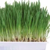 Trixie Nager-Snack Kleintiergras 100 g