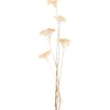 Trockenblume Achillea