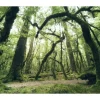 Vlies Fototapete Ancient Green 450x280 cm