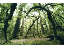 Vlies Fototapete Ancient Green 450x280 cm