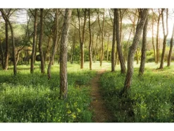 Vlies Fototapete Blütenzauberwald 450x280 cm