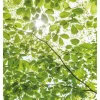 Vlies Fototapete Im Frühlingswald 250x280 cm