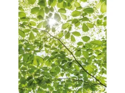 Vlies Fototapete Im Frühlingswald 250x280 cm