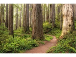 Vlies Fototapete Redwood Trail 450x280 cm