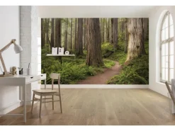 Vlies Fototapete Redwood Trail 450x280 cm