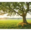 Vlies Fototapete The Magic Tree 450x280 cm