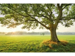 Vlies Fototapete The Magic Tree 450x280 cm